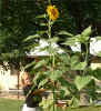 rita-sunflower.jpg (116568 bytes)